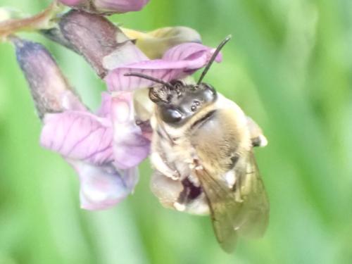 Eucera sp.